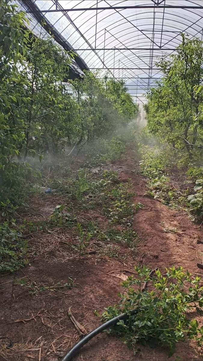 施工后 - 峨山冬枣300余亩大棚山地水肥一体化自动化项目