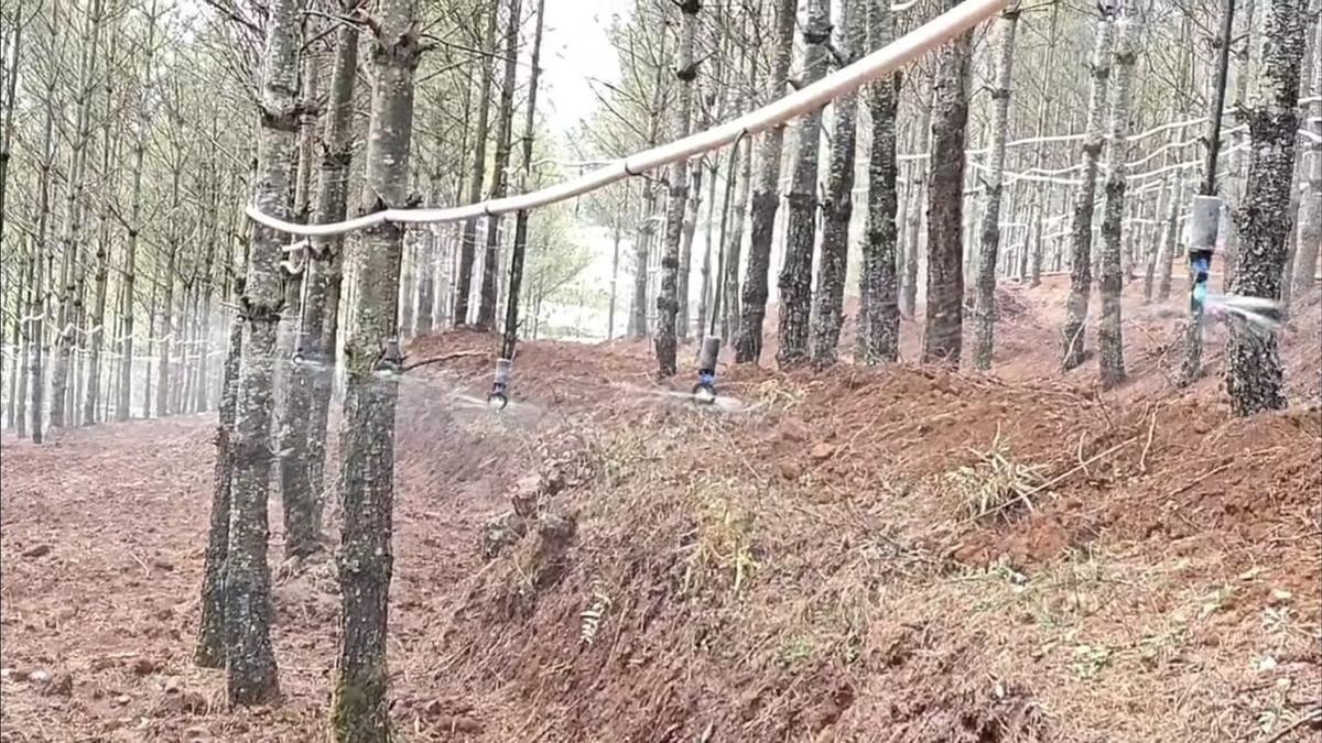 施工后 - 会泽重楼300亩林下药材吊喷水肥一体化项目