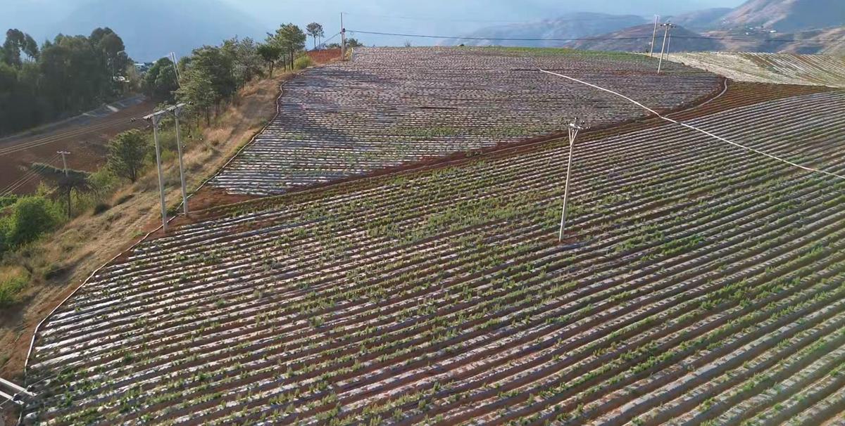 施工前 - 绿水甜叶菊1300亩大田滴灌水肥一体化项目