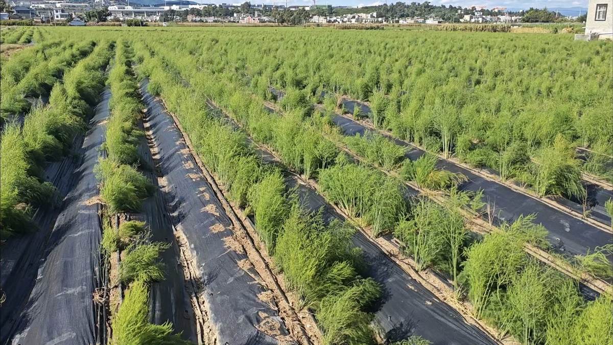 祥云芦笋基地施工后田间滴灌管网实景