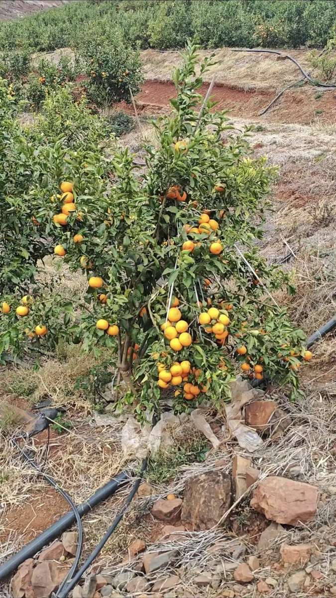 建成后的基地灌溉系统 - 永胜沃柑500亩山地水肥一体化自动化项目